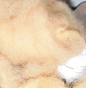 Amber coloured sheep wool