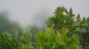 Purple mombin leaves and others in the morning fog