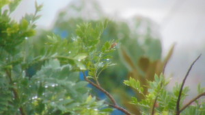 Purple mombin bright leaves against a royal blue wall in a foggy morning