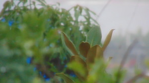 Loquat or medlar leaves with a royal blue wall peeking through them in a foggy morning